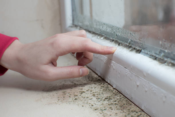Mold Odor Removal Services in Essex Fells, NJ