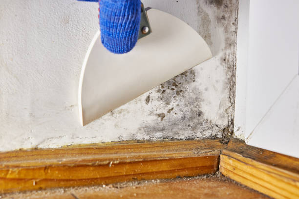 Best HVAC Mold Inspection and Cleaning  in Essex Fells, NJ